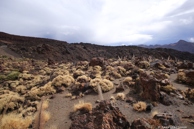 One week at Tenerife, from North to South, Teide - Garachico - Masca - Marazul - Adeje