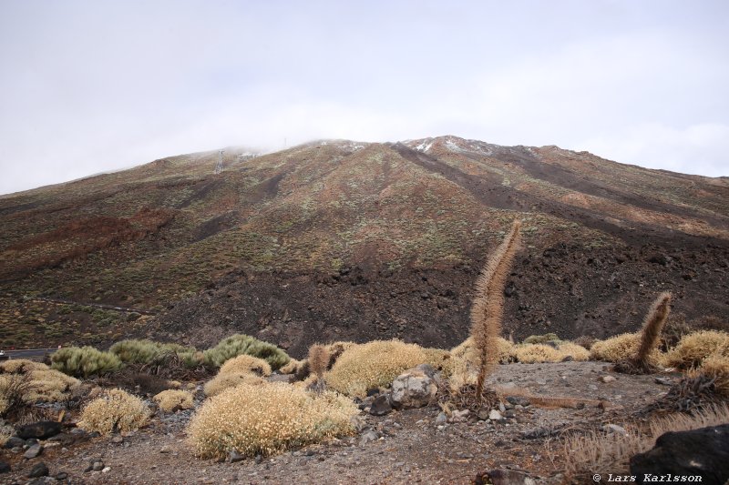 One week at Tenerife, from North to South, Teide - Garachico - Masca - Marazul - Adeje