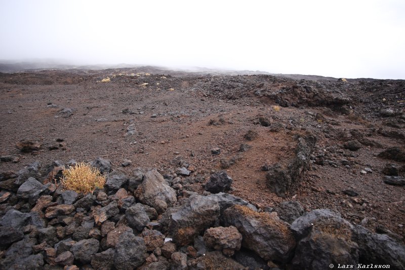 One week at Tenerife, from North to South, Teide - Garachico - Masca - Marazul - Adeje