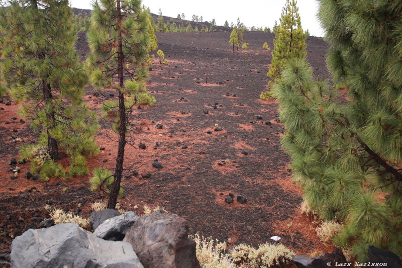 One week at Tenerife, from North to South, Teide - Garachico - Masca - Marazul - Adeje