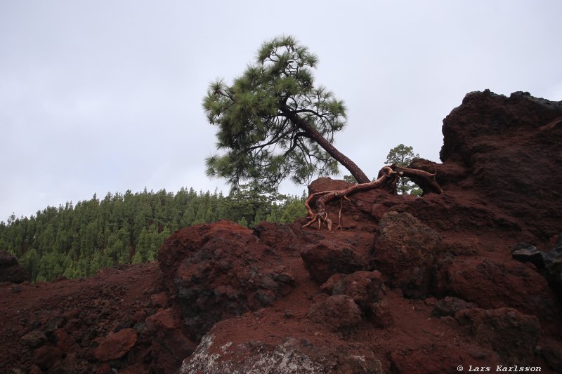 One week at Tenerife, from North to South, Teide - Garachico - Masca - Marazul - Adeje