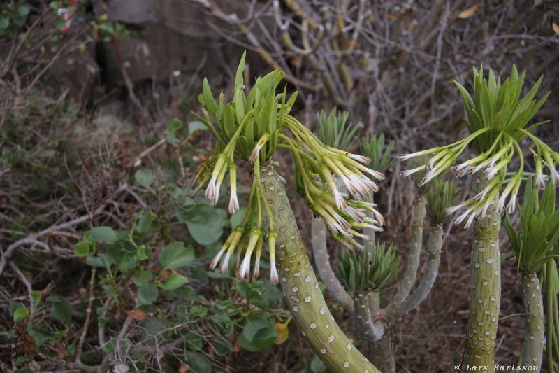 One week at Tenerife, from North to South, Teide - Garachico - Masca - Marazul - Adeje