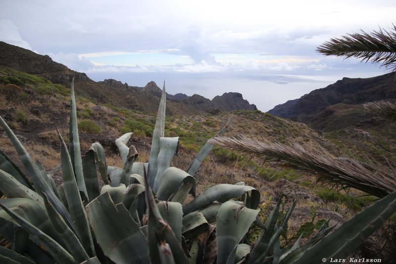 One week at Tenerife, from North to South, Teide - Garachico - Masca - Marazul - Adeje