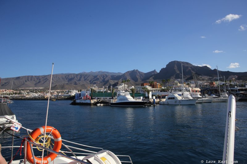 One week at Tenerife, Adeje, whale and dolphin safari