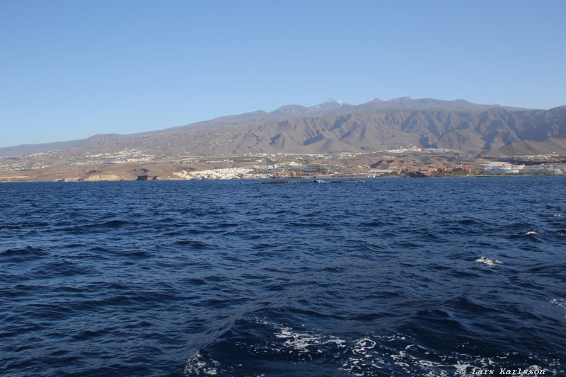 One week at Tenerife, Adeje, whale and dolphin safari