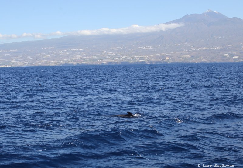 One week at Tenerife, Adeje, whale and dolphin safari