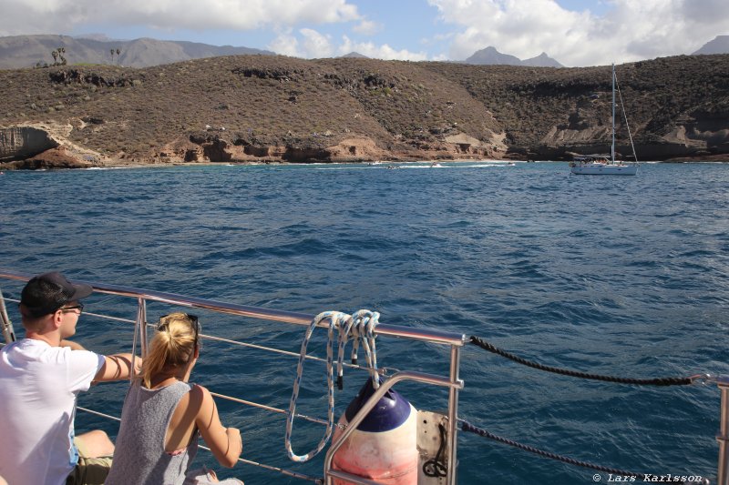 One week at Tenerife, Adeje, whale and dolphin safari