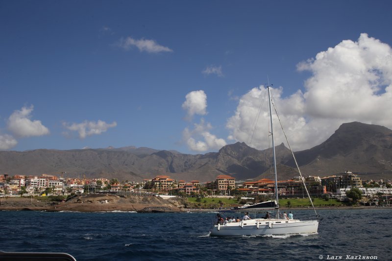 One week at Tenerife, Adeje, whale and dolphin safari