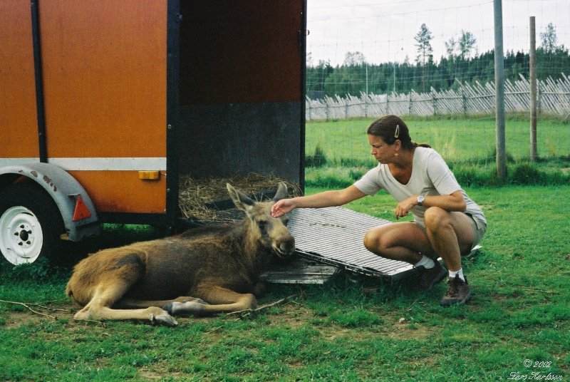 The Lappland tour in Northern Sweden, 2002