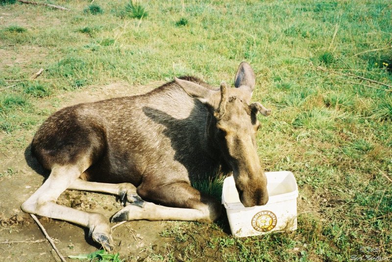 The Lappland tour in Northern Sweden, 2002