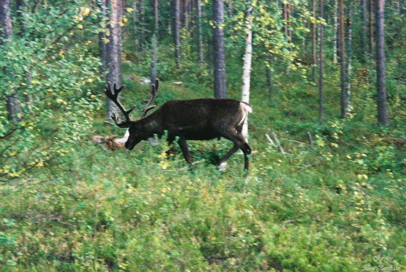 The Lappland tour in Northern Sweden, 2002