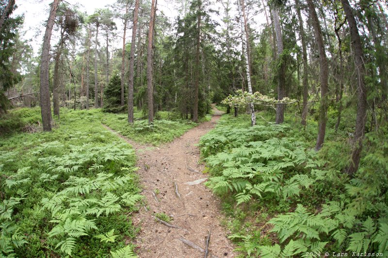 Gamla Ormkärr i Östra Älvsjöskogen