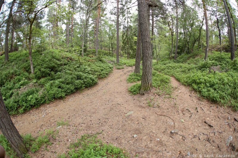 Gamla Ormkärr i Östra Älvsjöskogen