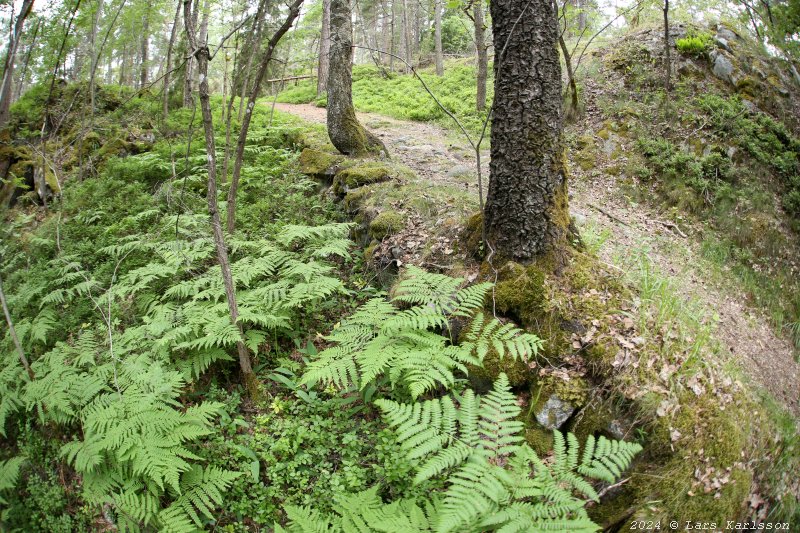 Gamla Ormkärr i Östra Älvsjöskogen