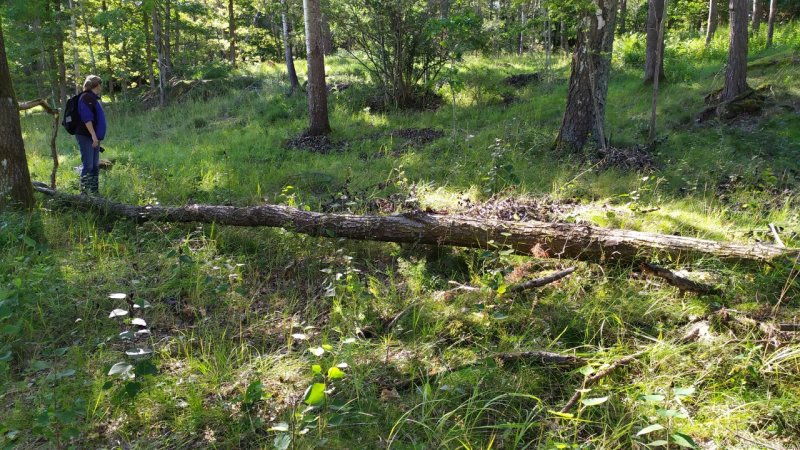 Gamla Ormkärr i Östra Älvsjöskogen