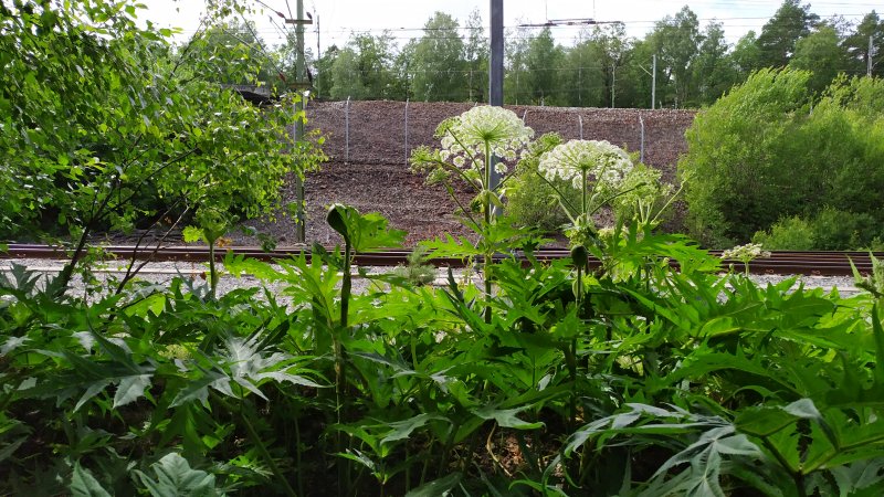 Gamla Ormkärr i Östra Älvsjöskogen