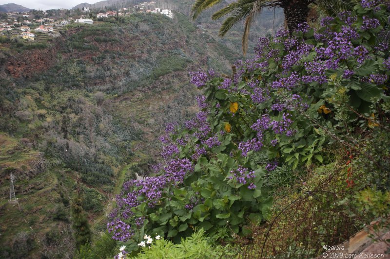 One week at Madeira in Funchal, 2019