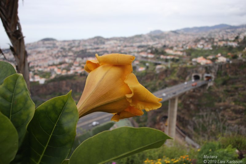 One week at Madeira in Funchal, 2019