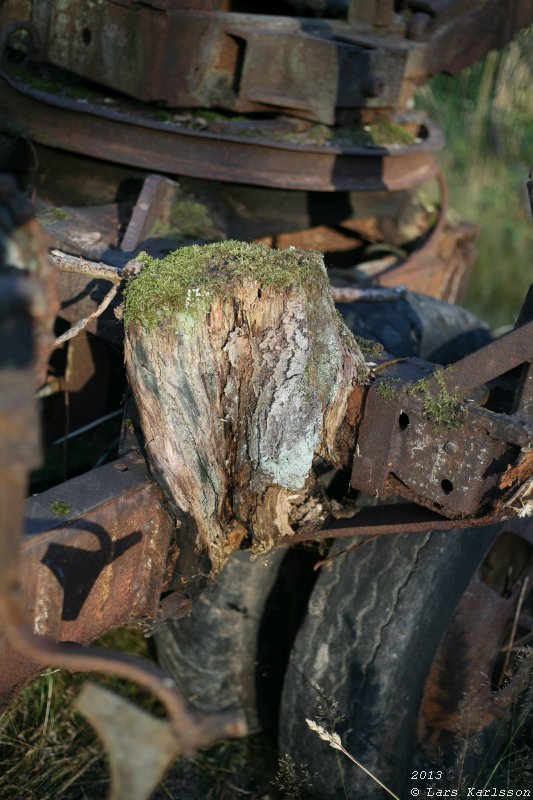 The abandoned truck in the forest, 2013